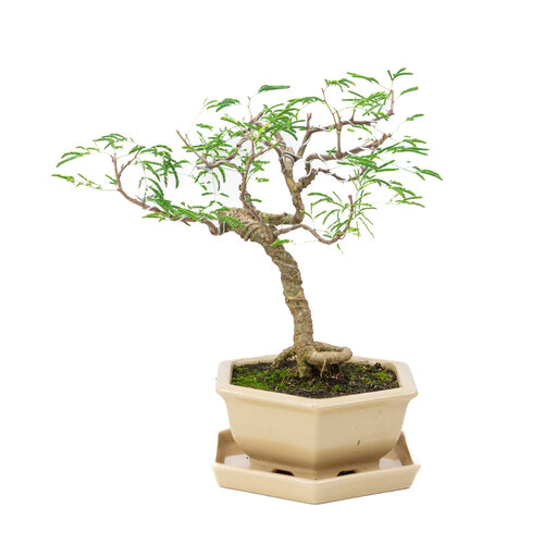 Indoor Bonsai Vachellia  creme hexagonal pot 19cm, hoogte ~23cm