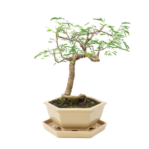 Indoor Bonsai Vachellia  creme hexagonal pot 19cm, hoogte ~23cm