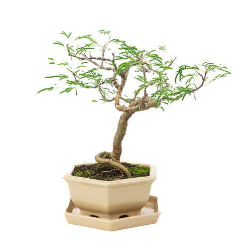 Indoor Bonsai Vachellia  creme hexagonal pot 19cm, hoogte ~23cm