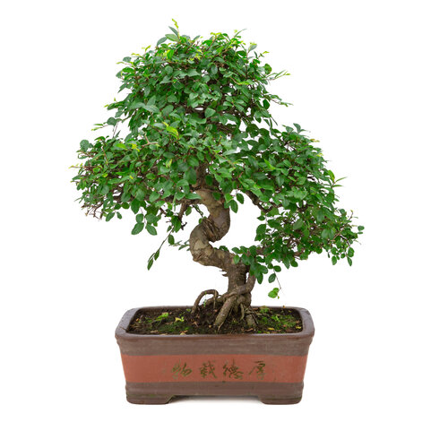 Zelkova ongeglazuurde rechthoekige pot met tekekning 32cm, hoogte ~60cm Zelkova ongeglazuurde rechthoekige pot met tekekning 32cm, hoogte ~60cm