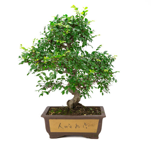 Zelkova ongeglazuurde rechthoekige pot met tekekning 32cm, hoogte ~65cm Zelkova ongeglazuurde rechthoekige pot met tekekning 32cm, hoogte ~65cm
