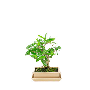 Premna creme rechthoekige pot 16cm, hoogte ~23cm
