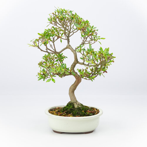 Rhododendron indicum creme oval pot 20cm, height ~42cm Rhododendron indicum creme oval pot 20cm, height ~42cm