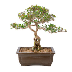 Rhododendron indicum unglazed rectangular pot 32cm, height ~53cm