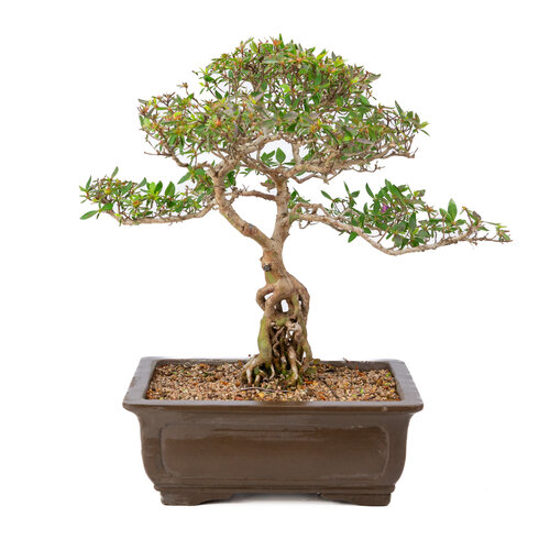 Rhododendron indicum unglazed rectangular pot 32cm, height ~53cm Rhododendron indicum unglazed rectangular pot 32cm, height ~53cm