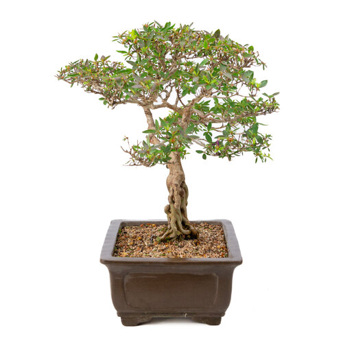 Buiten Bonsai Rhododendron indicum ongeglazuurde rechthoekige pot 32cm, hoogte ~53cm