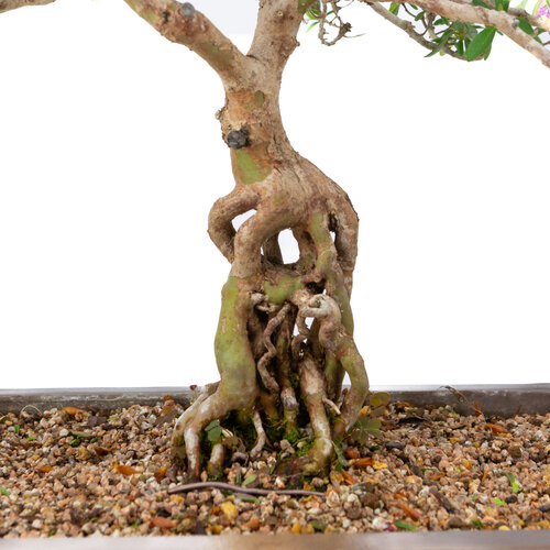 Buiten Bonsai Rhododendron indicum ongeglazuurde rechthoekige pot 32cm, hoogte ~53cm