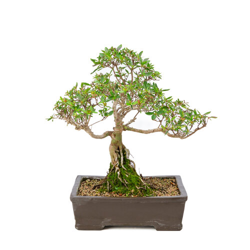 Rhododendron indicum unglazed rectangular pot 25cm, height ~41cm Rhododendron indicum unglazed rectangular pot 25cm, height ~41cm
