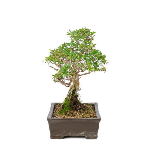 Buiten Bonsai Rhododendron indicum ongeglazuurde rechthoekige pot  25cm, hoogte ~41cm