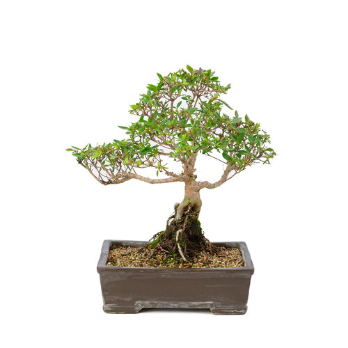 Buiten Bonsai Rhododendron indicum ongeglazuurde rechthoekige pot  25cm, hoogte ~41cm