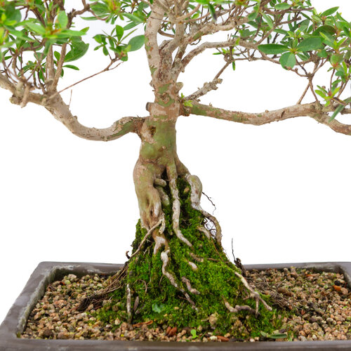 Buiten Bonsai Rhododendron indicum ongeglazuurde rechthoekige pot  25cm, hoogte ~41cm