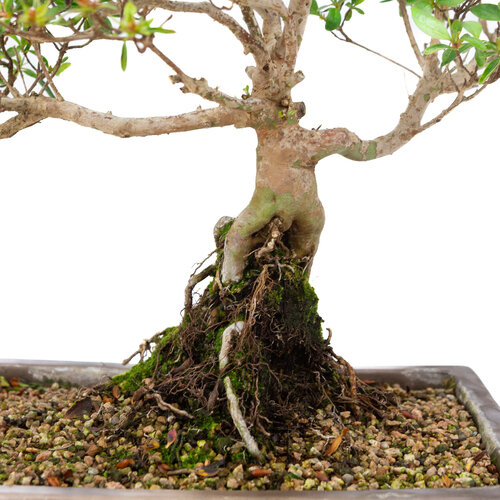 Buiten Bonsai Rhododendron indicum ongeglazuurde rechthoekige pot  25cm, hoogte ~41cm