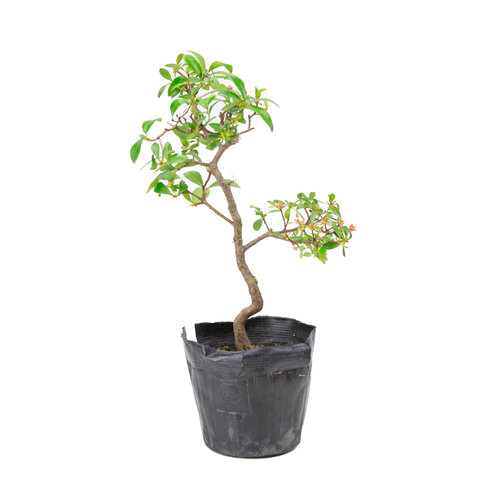 Rhododendron indicum plastic pot 12cm, height ~36cm Rhododendron indicum plastic pot 12cm, height ~36cm