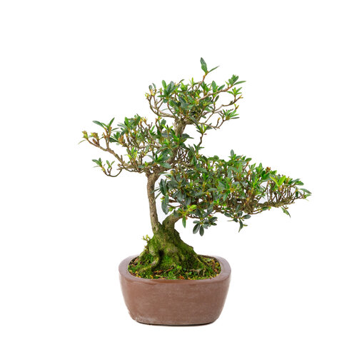 Rhododendron indicum unglazed square pot 16cm, height ~38cm Rhododendron indicum unglazed square pot 16cm, height ~38cm