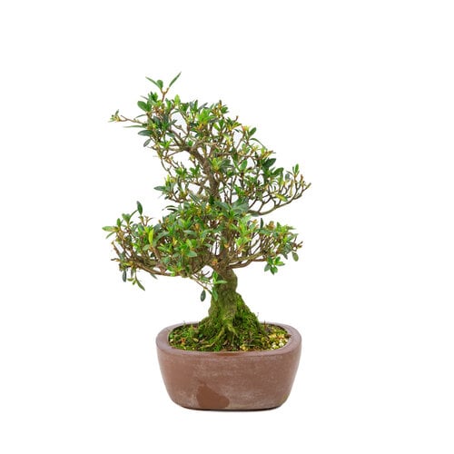 Buiten Bonsai Rhododendron indicum  ongeglazuurde vierhoekige pot 16 cm, hoogte ~38cm