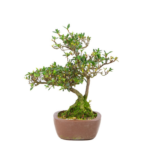 Buiten Bonsai Rhododendron indicum  ongeglazuurde vierhoekige pot 16 cm, hoogte ~38cm