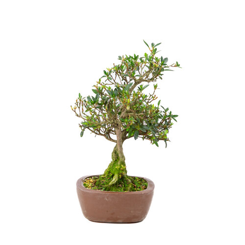 Buiten Bonsai Rhododendron indicum  ongeglazuurde vierhoekige pot 16 cm, hoogte ~38cm