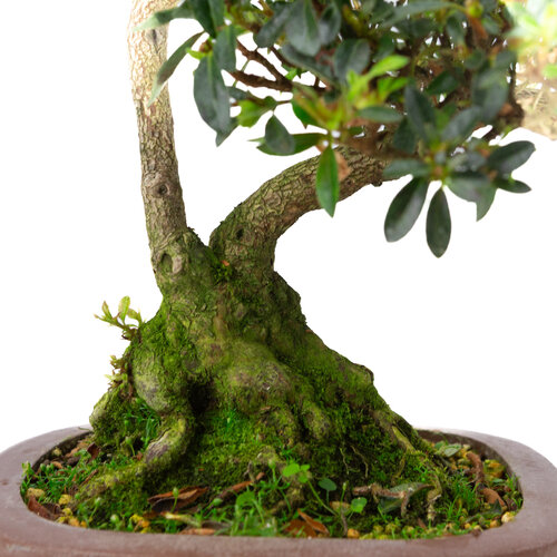 Buiten Bonsai Rhododendron indicum  ongeglazuurde vierhoekige pot 16 cm, hoogte ~38cm