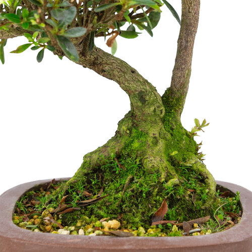 Buiten Bonsai Rhododendron indicum  ongeglazuurde vierhoekige pot 16 cm, hoogte ~38cm