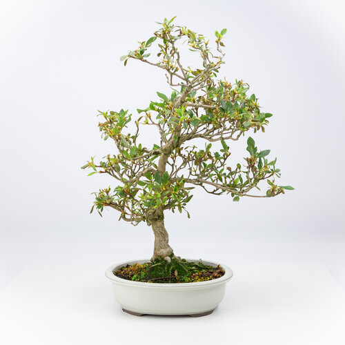 Rhododendron indicum cream oval pot 23 cm, height ~53 cm Rhododendron indicum cream oval pot 23 cm, height ~53 cm