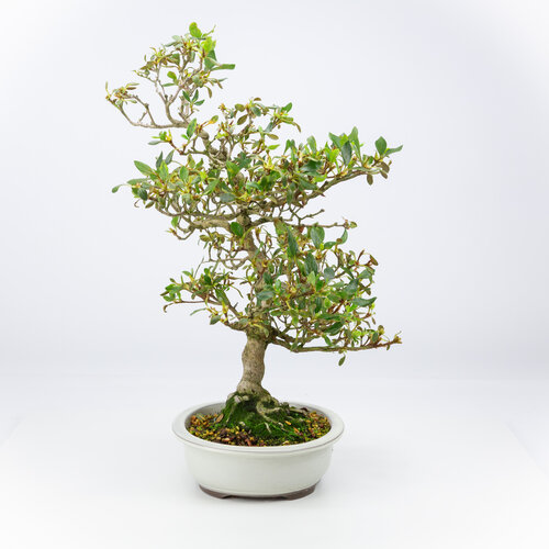Outdoor Bonsai Rhododendron indicum cream oval pot 23 cm, height ~53 cm