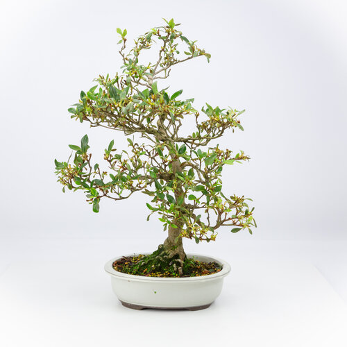 Outdoor Bonsai Rhododendron indicum cream oval pot 23 cm, height ~53 cm