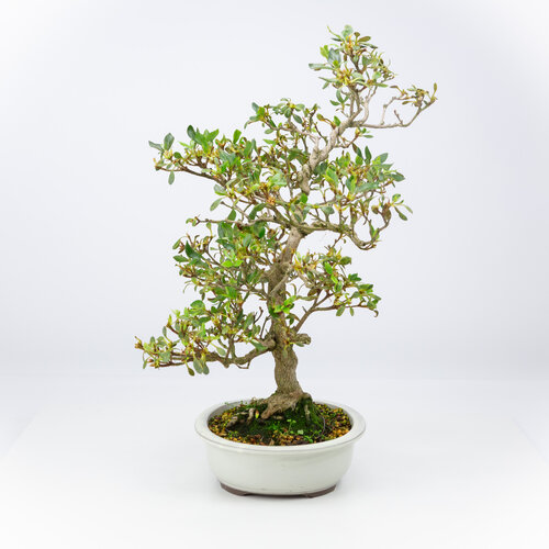Outdoor Bonsai Rhododendron indicum cream oval pot 23 cm, height ~53 cm