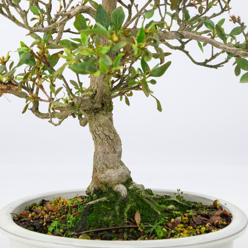 Outdoor Bonsai Rhododendron indicum cream oval pot 23 cm, height ~53 cm