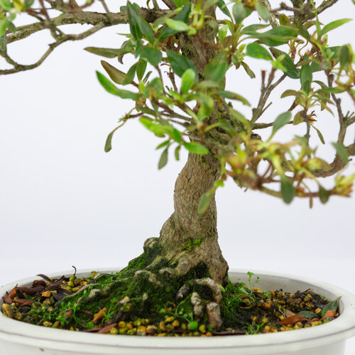Outdoor Bonsai Rhododendron indicum cream oval pot 23 cm, height ~53 cm