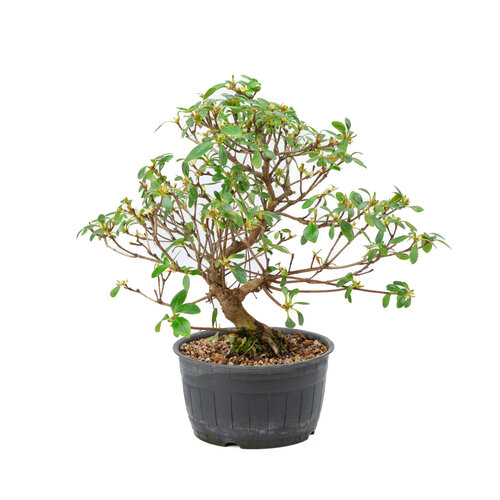 Rhododendron indicum plastic pot 14 cm, height ~30 cm Rhododendron indicum plastic pot 14 cm, height ~30 cm