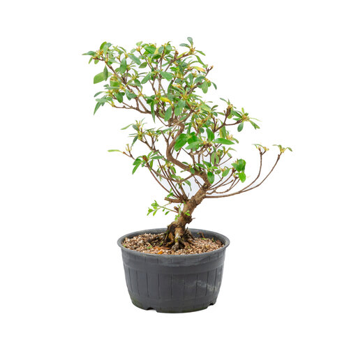 Rhododendron indicum plastic pot 14 cm, height ~34 cm Rhododendron indicum plastic pot 14 cm, height ~34 cm