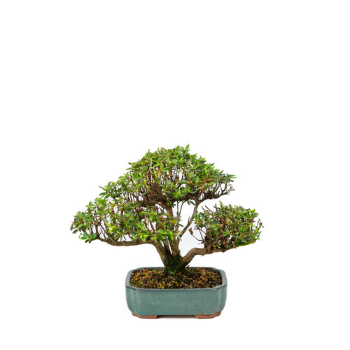 Rhododendron indicum 'Suisei no kagayaki' green pot 15cm, height ~25cm Rhododendron indicum 'Suisei no kagayaki' green pot 15cm, height ~25cm