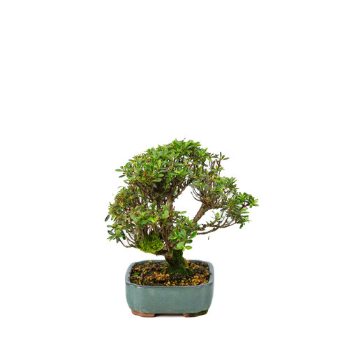 Buiten Bonsai Rhododendron  indicum 'Suisei no kagayaki' groene pot 15cm, hoogte ~25cm