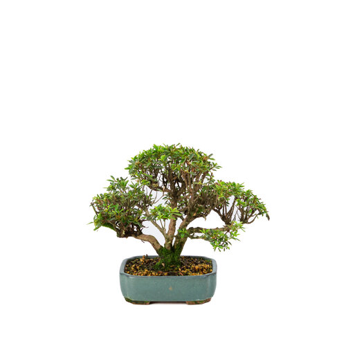 Buiten Bonsai Rhododendron  indicum 'Suisei no kagayaki' groene pot 15cm, hoogte ~25cm