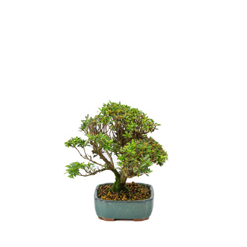 Buiten Bonsai Rhododendron  indicum 'Suisei no kagayaki' groene pot 15cm, hoogte ~25cm