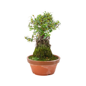 Rhododendron indicum 'Shorin' terracotta  pot 19cm, height ~35cm