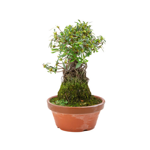 Rhododendron indicum 'Shorin' terracotta pot 19cm, height ~35cm Rhododendron indicum 'Shorin' terracotta pot 19cm, height ~35cm