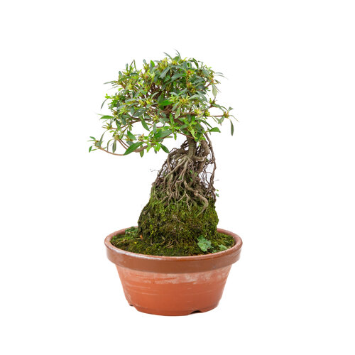 Buiten Bonsai Rhododendron  indicum ''Shorin' terracotta pot 19cm, hoogte ~35cm