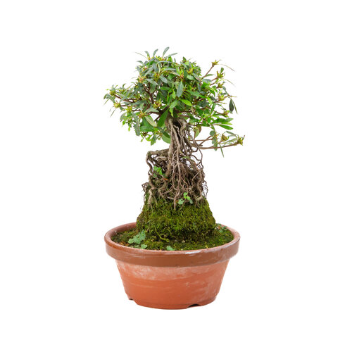 Buiten Bonsai Rhododendron  indicum ''Shorin' terracotta pot 19cm, hoogte ~35cm