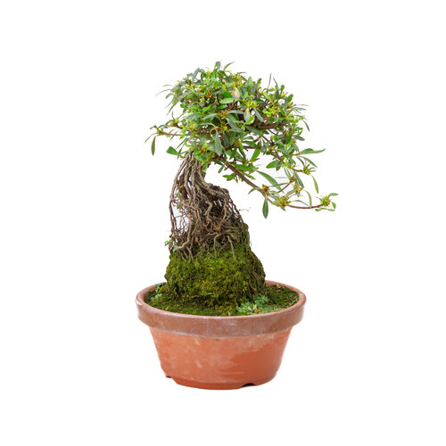 Buiten Bonsai Rhododendron  indicum ''Shorin' terracotta pot 19cm, hoogte ~35cm