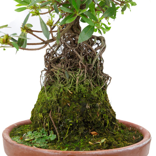 Buiten Bonsai Rhododendron  indicum ''Shorin' terracotta pot 19cm, hoogte ~35cm