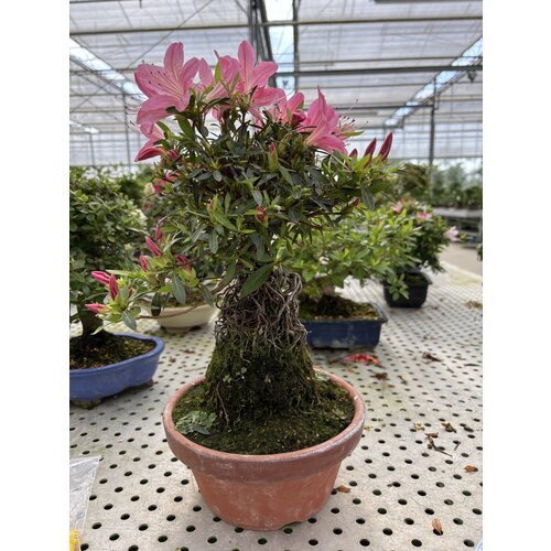 Buiten Bonsai Rhododendron  indicum ''Shorin' terracotta pot 19cm, hoogte ~35cm
