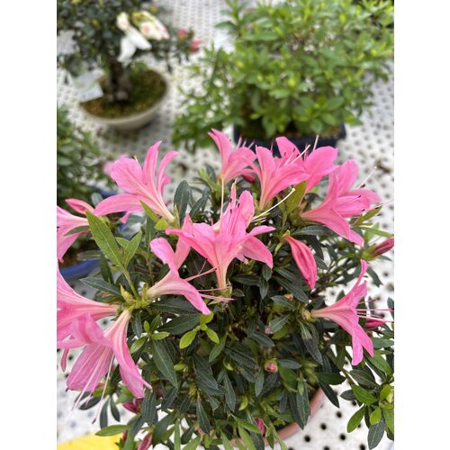 Buiten Bonsai Rhododendron  indicum ''Shorin' terracotta pot 19cm, hoogte ~35cm