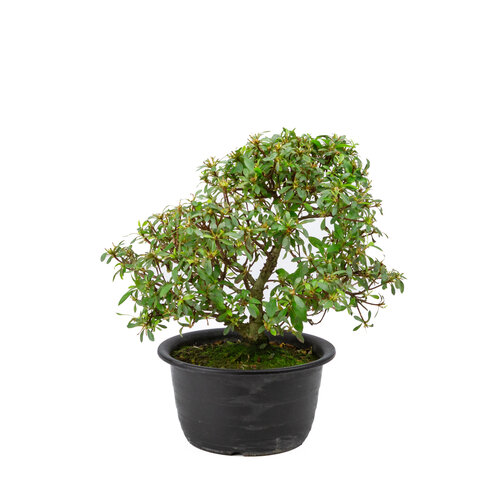 Rhododendron indicum 'Hinomaru' plastic pot 19cm, height ~32cm Rhododendron indicum 'Hinomaru' plastic pot 19cm, height ~32cm