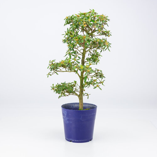 Outdoor Bonsai Rhododendron indicum 'Hoshi  no kagayaki' plastic  pot 13.5 cm, height ~45cm