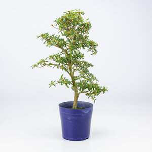 Rhododendron indicum 'Hoshi  no kagayaki' plastic  pot 13.5 cm, height ~45cm