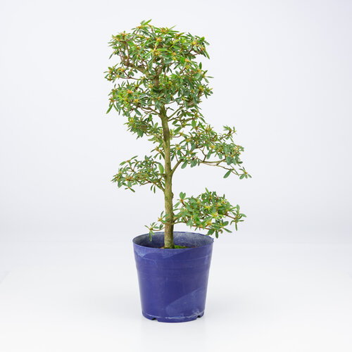 Outdoor Bonsai Rhododendron indicum 'Hoshi  no kagayaki' plastic  pot 13.5 cm, height ~45cm