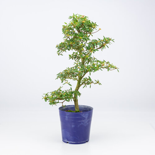 Outdoor Bonsai Rhododendron indicum 'Hoshi  no kagayaki' plastic  pot 13.5 cm, height ~45cm