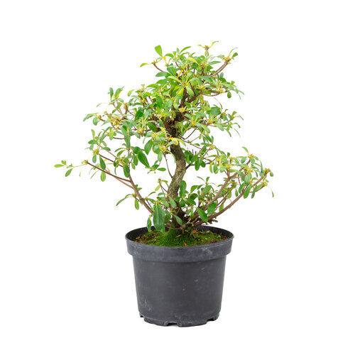 Rhododendron indicum 'Mihiro' plastic pot 18 cm, height~ 45cm Rhododendron indicum 'Mihiro' plastic pot 18 cm, height~ 45cm