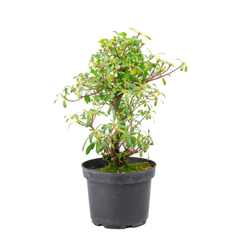 Buiten Bonsai Rhododendron  indicum 'Mihiro' plastic pot 18 cm, hoogte ~45cm Buiten Bonsai Rhododendron  indicum 'Mihiro' plastic pot 18 cm, hoogte ~45cm